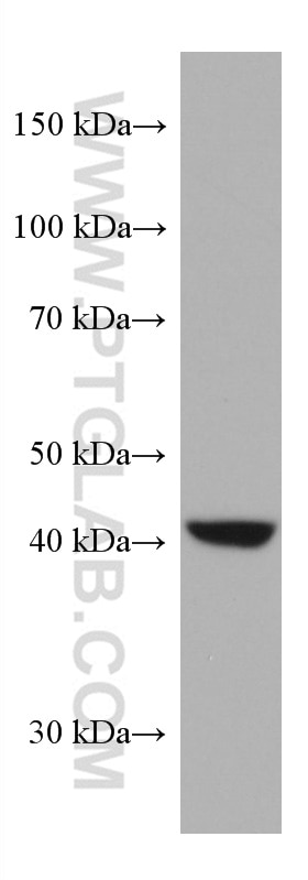 Western Blot (WB) analysis of pig liver tissue using AMT Monoclonal antibody (67532-1-Ig)