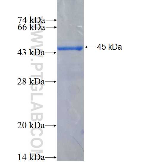 AMT fusion protein Ag26629 SDS-PAGE