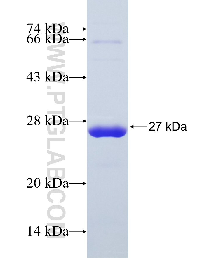 AMTN fusion protein Ag18430 SDS-PAGE