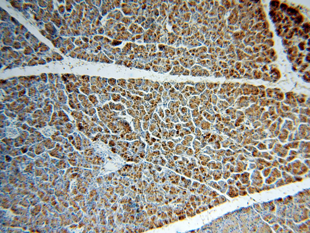 Immunohistochemistry (IHC) staining of human pancreas tissue using Amylase Alpha Polyclonal antibody (15845-1-AP)