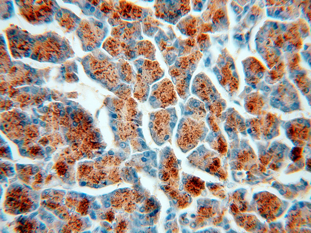 Immunohistochemistry (IHC) staining of human pancreas tissue using Amylase Alpha Polyclonal antibody (15845-1-AP)