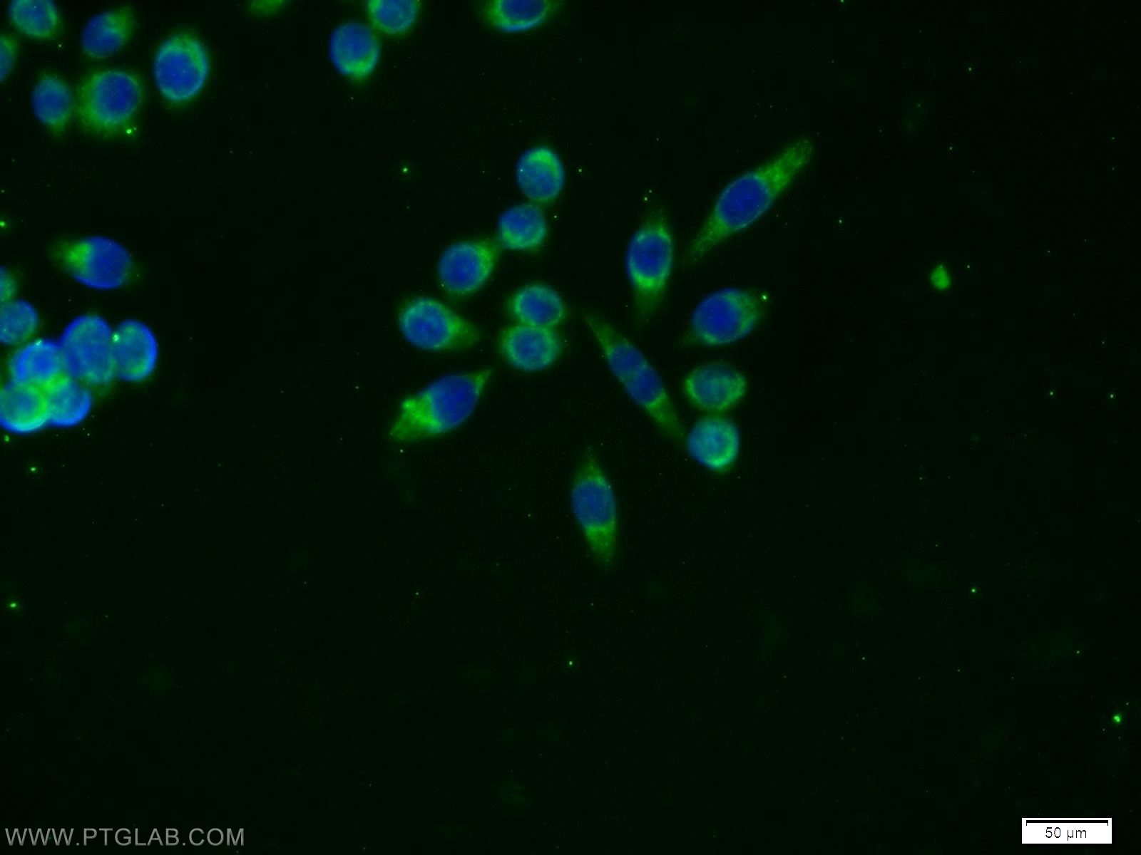 Immunofluorescence (IF) / fluorescent staining of BxPC-3 cells using Amylase Alpha Monoclonal antibody (66133-1-Ig)