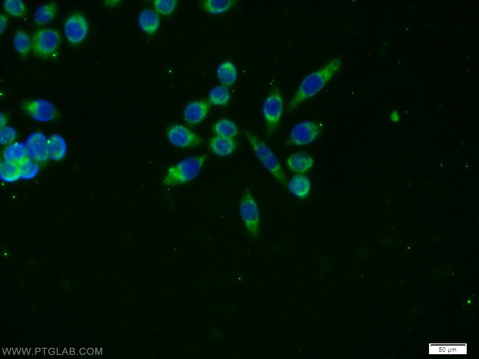 Amylase Alpha