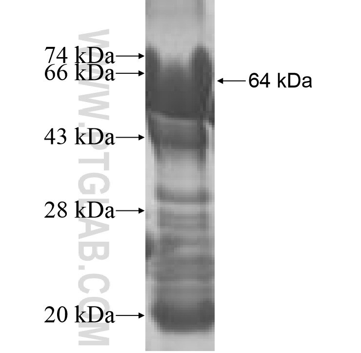 AMY2A fusion protein Ag8605 SDS-PAGE