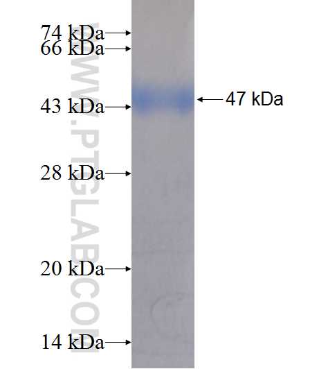 AMY2A fusion protein Ag8819 SDS-PAGE