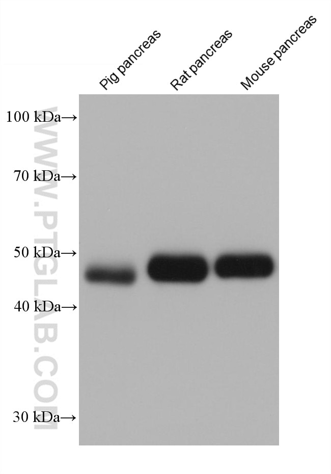 Western Blot (WB) analysis of various lysates using AMY2B Monoclonal antibody (68474-1-Ig)