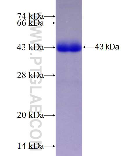 AMY2B fusion protein Ag3260 SDS-PAGE