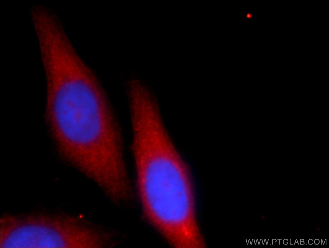 Immunofluorescence (IF) / fluorescent staining of HepG2 cells using AMZ1 Polyclonal antibody (24484-1-AP)