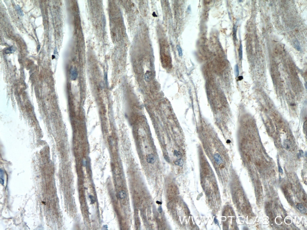IHC staining of human heart using 24484-1-AP