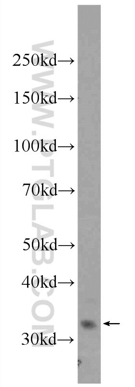 Western Blot (WB) analysis of mouse liver tissue using AMZ1 Polyclonal antibody (24484-1-AP)