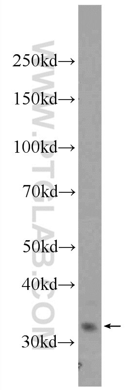 Western Blot (WB) analysis of mouse liver tissue using AMZ1 Polyclonal antibody (24484-1-AP)