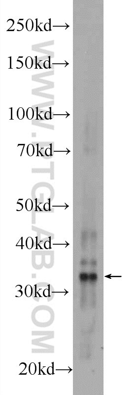 Western Blot (WB) analysis of mouse liver tissue using AMZ1 Polyclonal antibody (24484-1-AP)