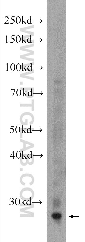 Western Blot (WB) analysis of rat brain tissue using AMZ1 Polyclonal antibody (24484-1-AP)