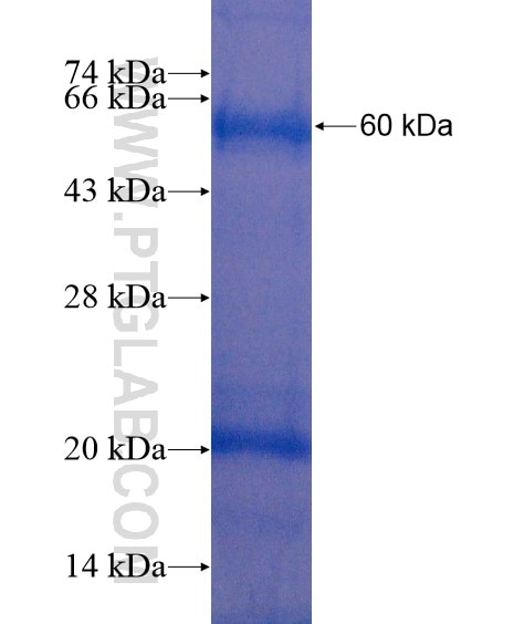 AMZ1 fusion protein Ag20248 SDS-PAGE