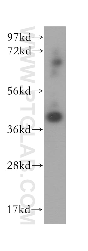 Western Blot (WB) analysis of HepG2 cells using AMZ2 Polyclonal antibody (16664-1-AP)