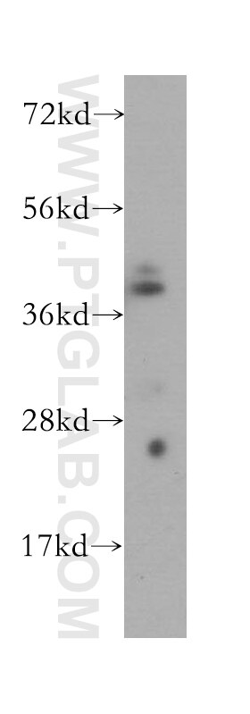 Western Blot (WB) analysis of human brain tissue using AMZ2 Polyclonal antibody (16664-1-AP)