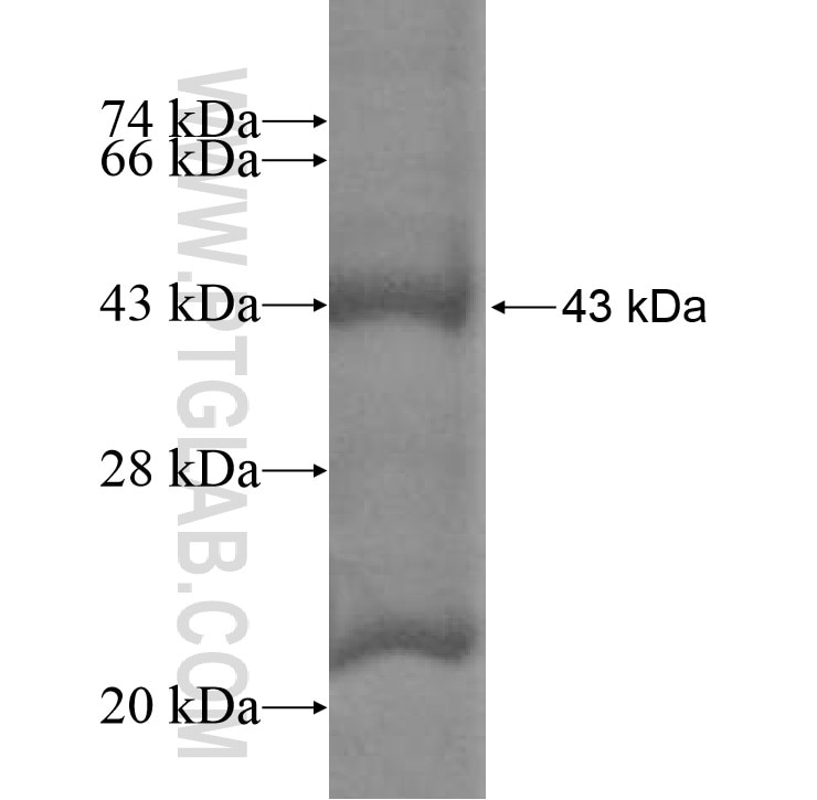 AMZ2 fusion protein Ag9933 SDS-PAGE