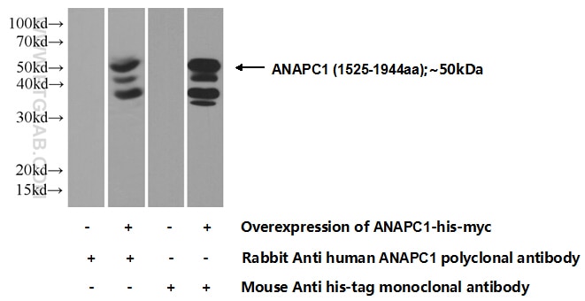 WB analysis of Transfected HEK-293 using 21748-1-AP