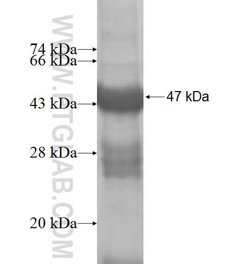 ANAPC10 fusion protein Ag8487 SDS-PAGE