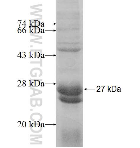 ANAPC10 fusion protein Ag8802 SDS-PAGE