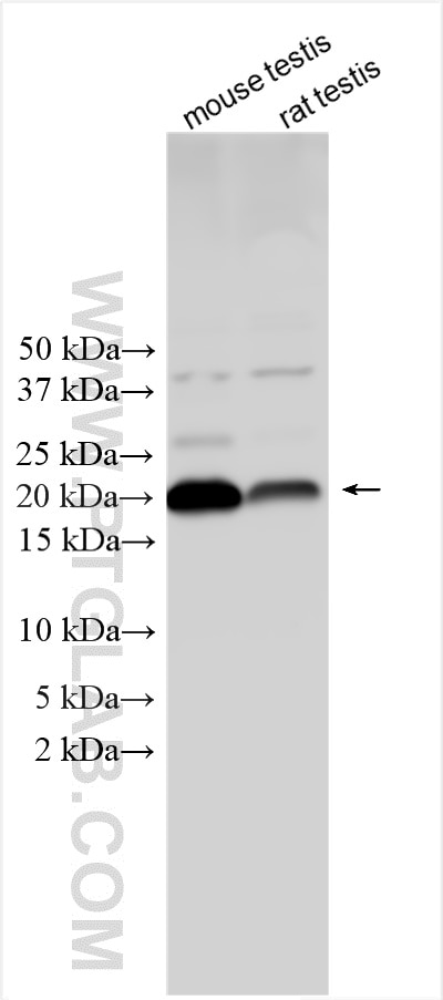 Western Blot (WB) analysis of various lysates using ANAPC11 Polyclonal antibody (15065-1-AP)