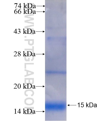 ANAPC13 fusion protein Ag8813 SDS-PAGE