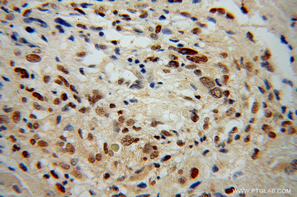 APC2 Polyclonal antibody