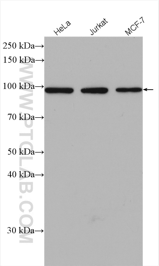 Western Blot (WB) analysis of various lysates using APC2 Polyclonal antibody (13559-1-AP)