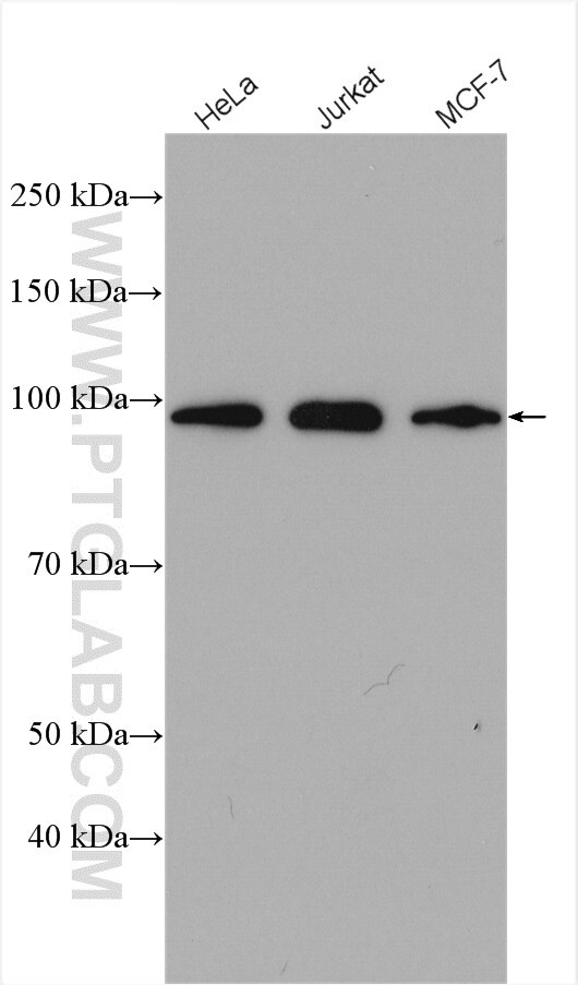 Western Blot (WB) analysis of various lysates using APC2 Polyclonal antibody (13559-1-AP)