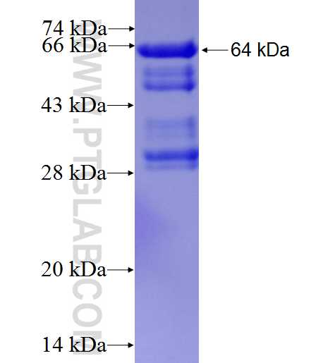 ANAPC2 fusion protein Ag4427 SDS-PAGE