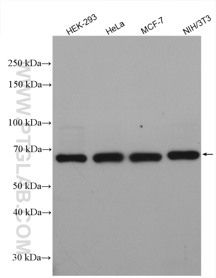 Western Blot (WB) analysis of various lysates using APC4 Polyclonal antibody (14129-1-AP)