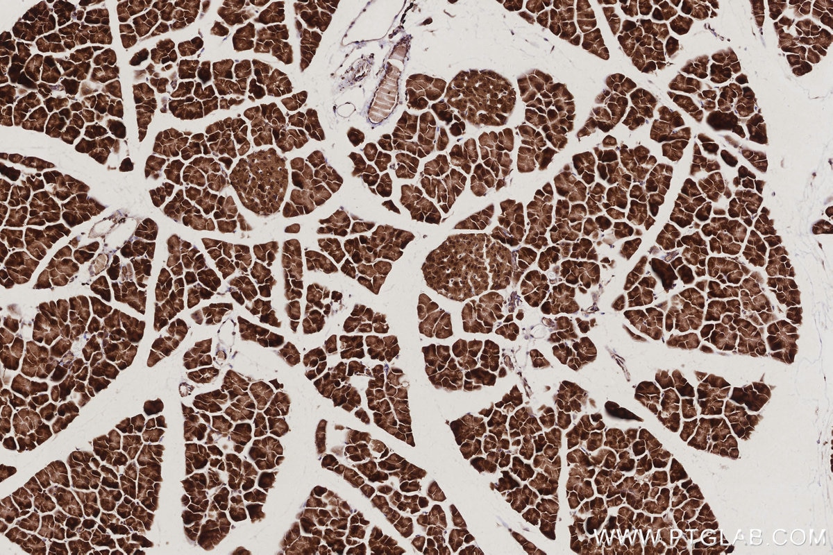 IHC staining of mouse pancreas using 67348-1-Ig Immunohistochemistry (IHC) staining of mouse pancreas tissue using ANAPC5 Monoclonal antibody (67348-1-Ig)