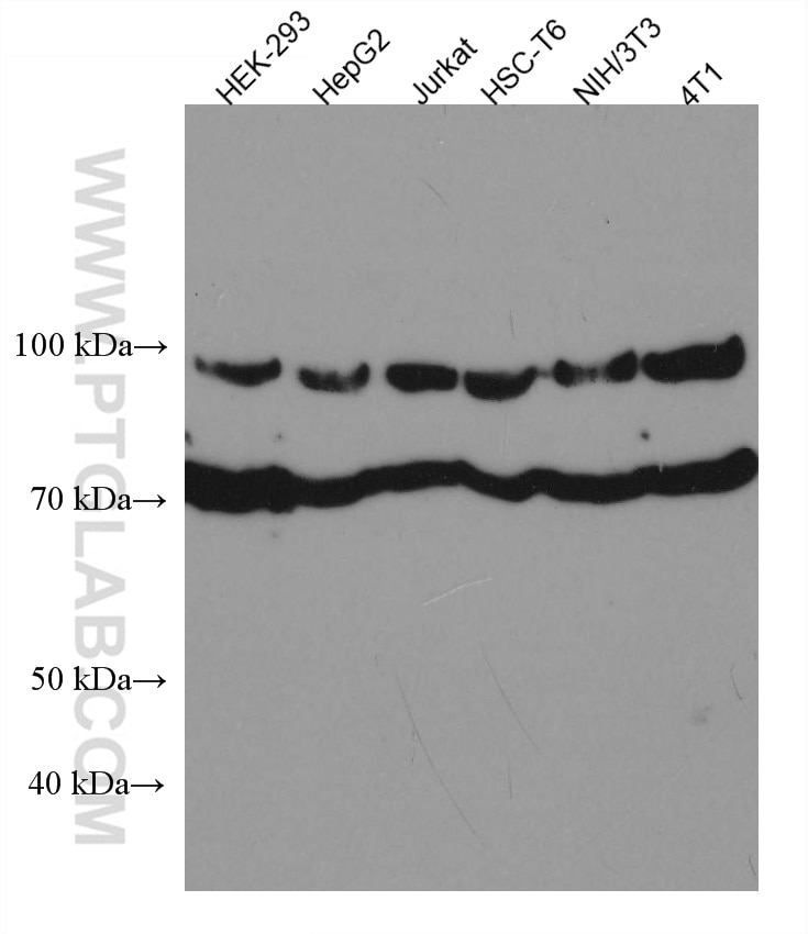 Western Blot (WB) analysis of various lysates using ANAPC5 Monoclonal antibody (67348-1-Ig)