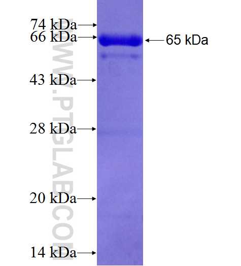 ANAPC5 fusion protein Ag6688 SDS-PAGE