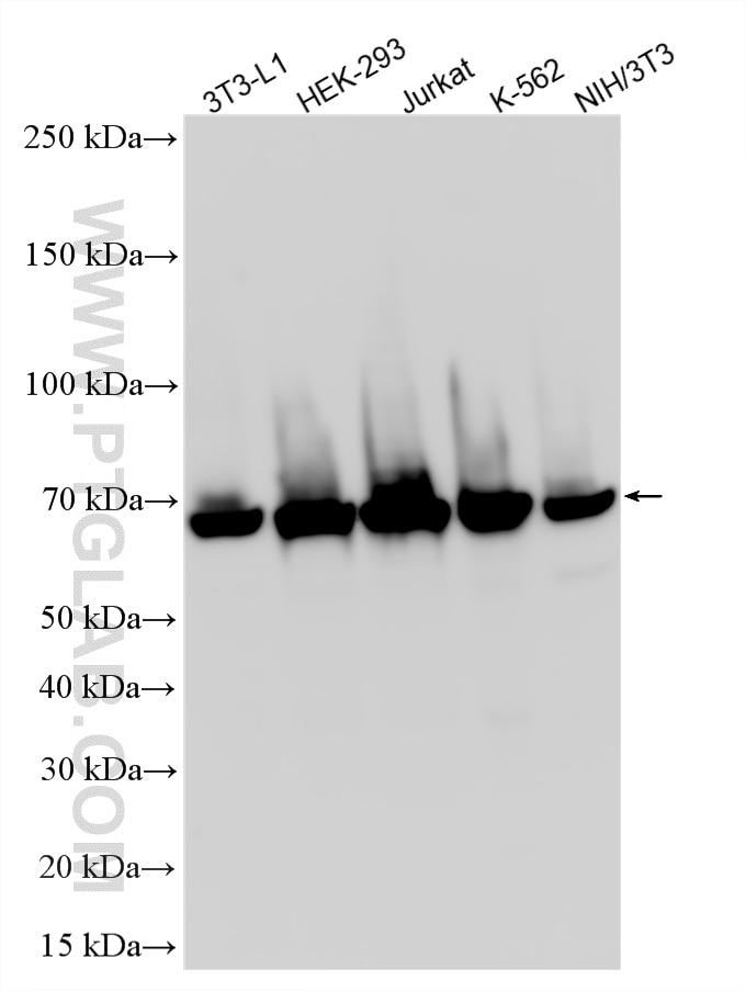 WB analysis using 21761-1-AP Western Blot (WB) analysis of various lysates using ANAPC7 Polyclonal antibody (21761-1-AP)