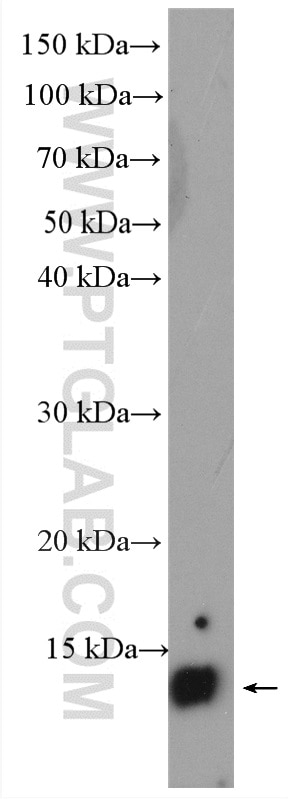 Western Blot (WB) analysis of human milk using Angiogenin Polyclonal antibody (18302-1-AP)