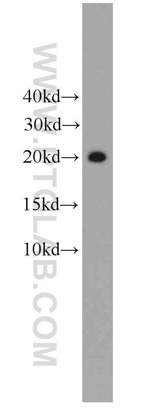 Western Blot (WB) analysis of mouse liver tissue using Angiogenin Polyclonal antibody (18302-1-AP)