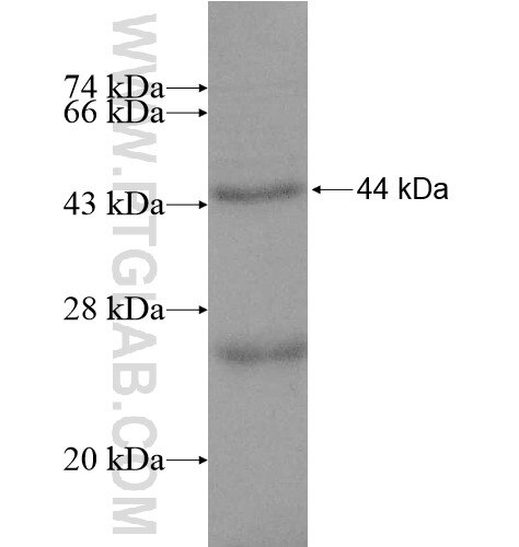 ANGEL1 fusion protein Ag10741 SDS-PAGE