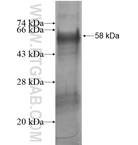 ANGEL2 fusion protein Ag11512 SDS-PAGE