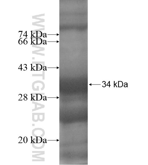 ANGEL2 fusion protein Ag11636 SDS-PAGE