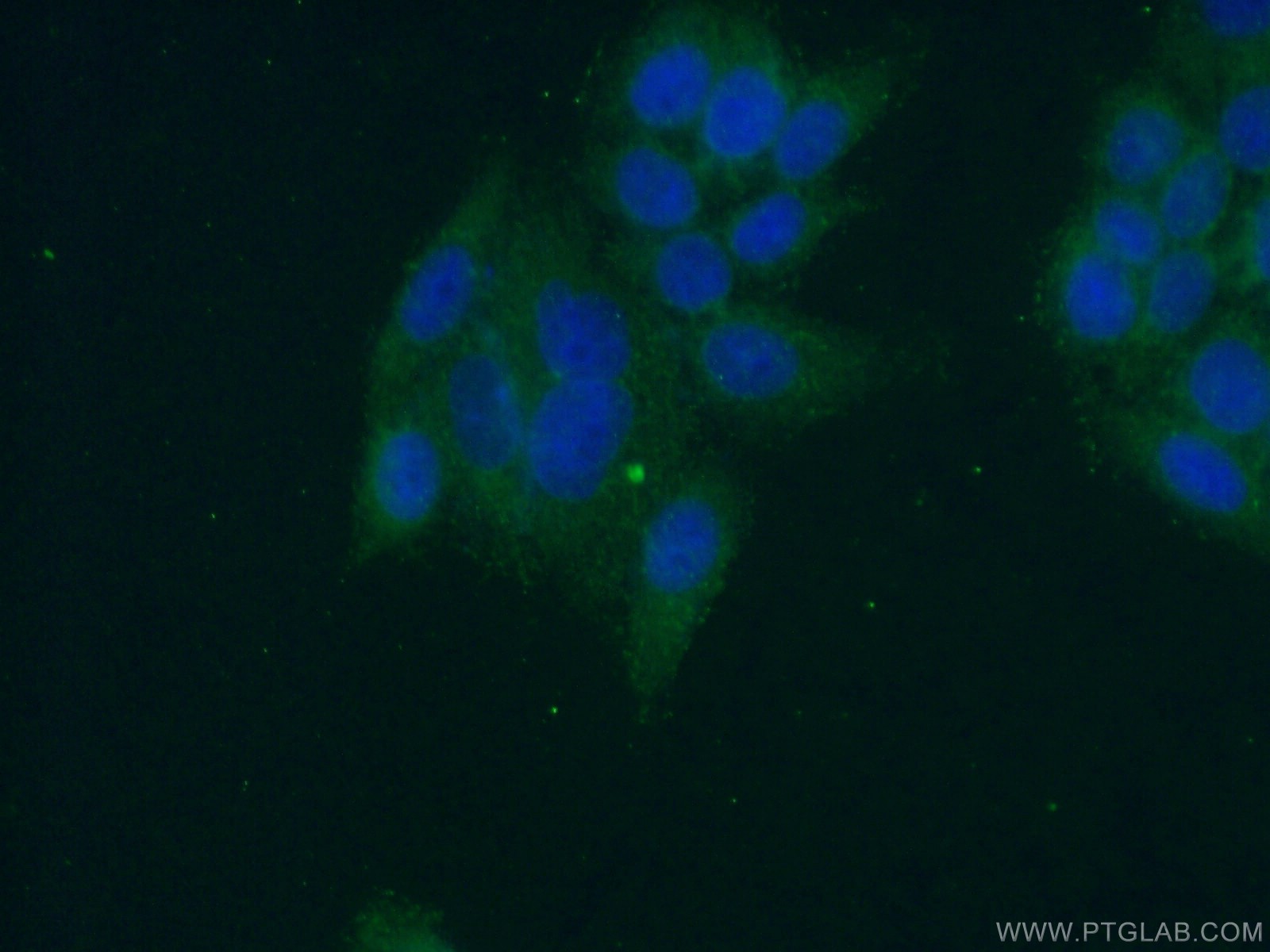 Immunofluorescence (IF) / fluorescent staining of HeLa cells using Angiopoietin 1 Polyclonal antibody (23302-1-AP)