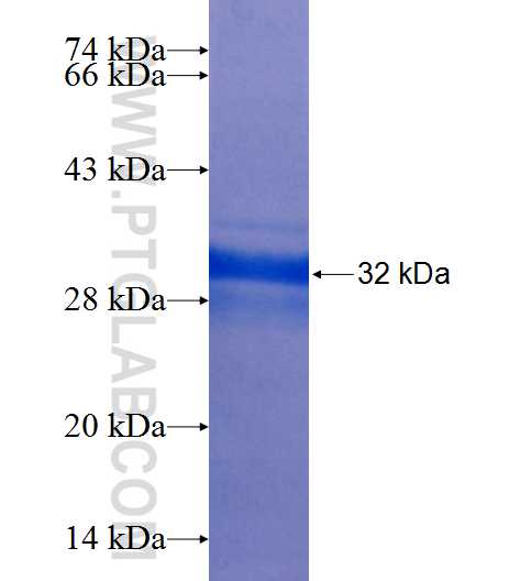 ANGPT1 fusion protein Ag25786 SDS-PAGE