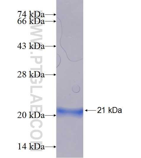 ANGPT1 fusion protein Ag18829 SDS-PAGE