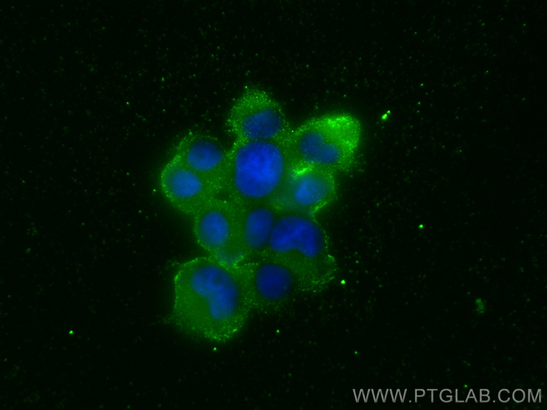 Immunofluorescence (IF) / fluorescent staining of PC-12 cells using Angiopoietin 2 Polyclonal antibody (24613-1-AP)