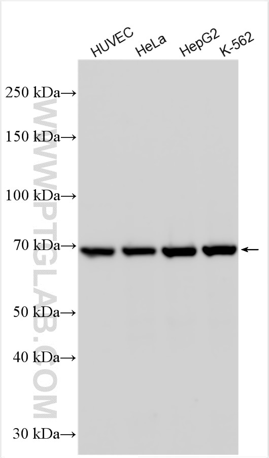 Western Blot (WB) analysis of various lysates using Angiopoietin 2 Polyclonal antibody (24613-1-AP)