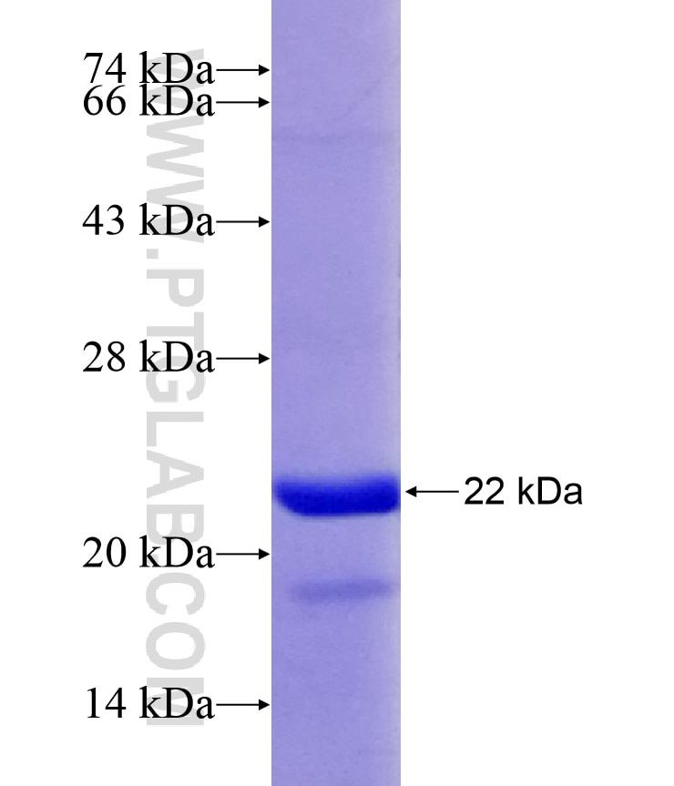 ANGPT2 fusion protein Ag29013 SDS-PAGE