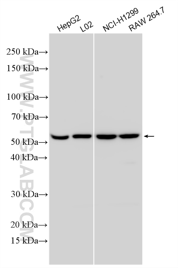 WB analysis using 33510-1-AP (same clone as 33510-1-PBS) Western Blot (WB) analysis of various lysates using Angiopoietin 4 Polyclonal antibody (33510-1-AP)