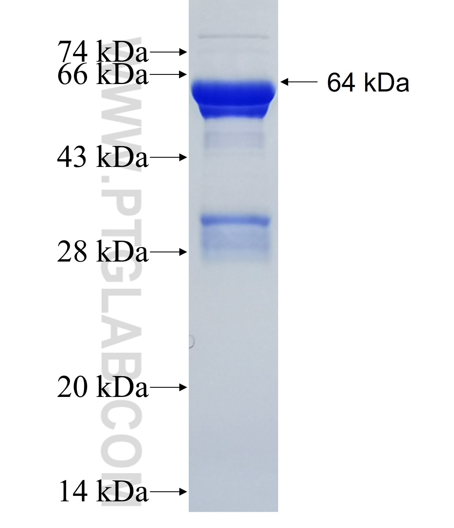 ANGPT4 fusion protein Ag36152 SDS-PAGE
