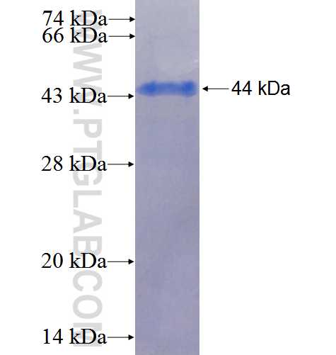 ANGPTL1 fusion protein Ag25529 SDS-PAGE
