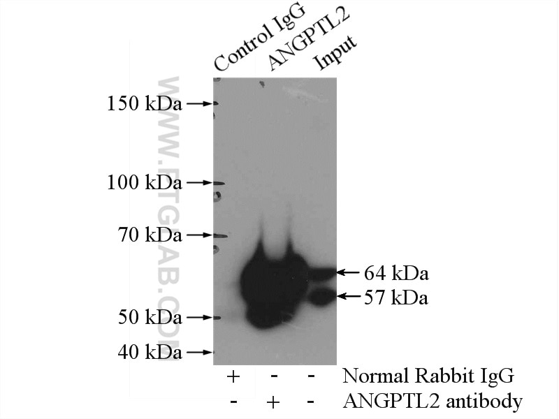 Immunoprecipitation (IP) experiment of mouse testis tissue using ANGPTL2 Polyclonal antibody (12316-1-AP)